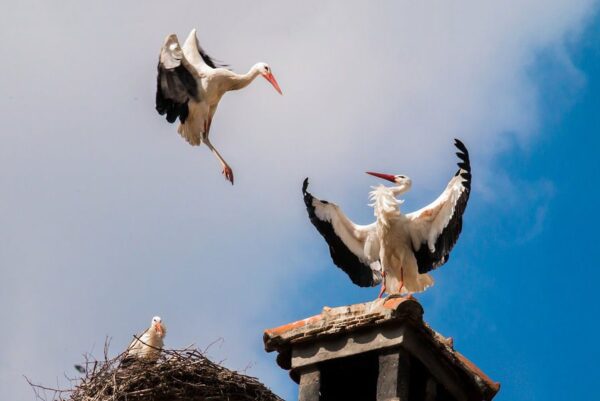 Storch