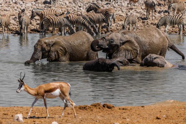 Wasserloch in Namibia