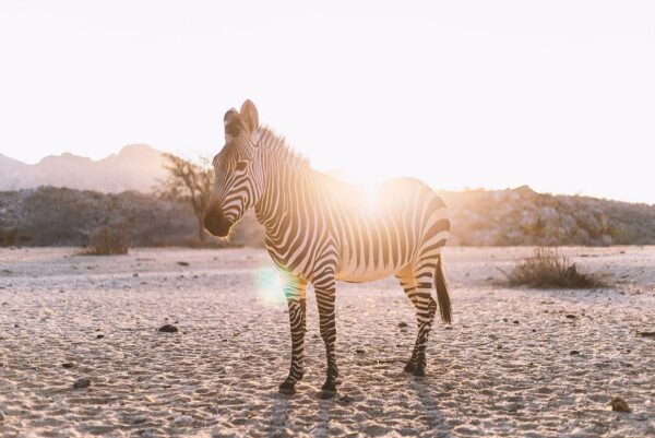 Zebra im Gegenlicht in Namibia