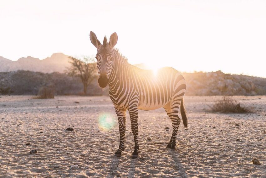 Zebra im Gegenlicht in Namibia