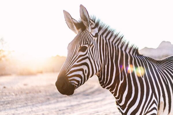 Zebra im Gegenlicht in Namibia