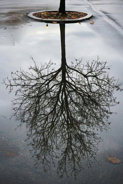 Baum Baumspiegel