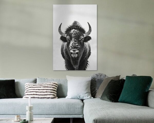 Bison