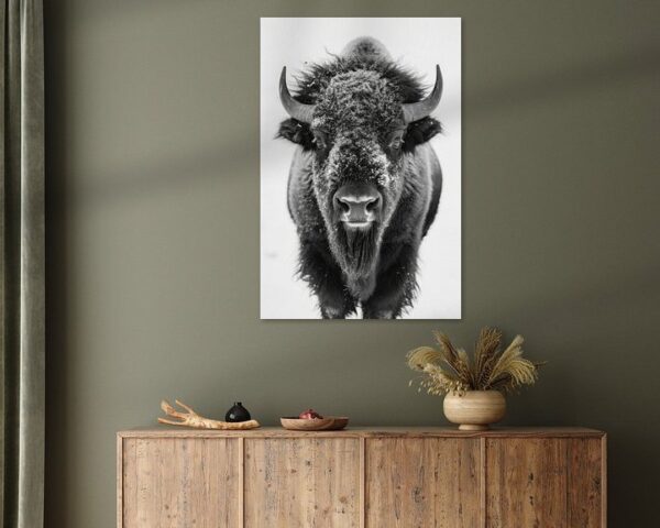 Bison