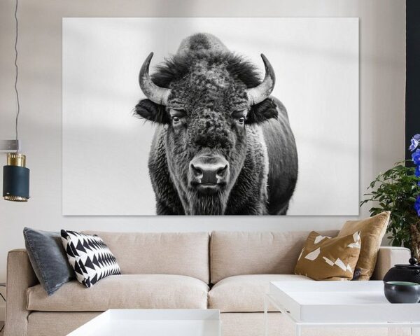 Bison