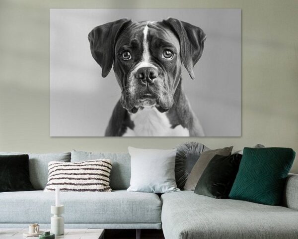 Boxer Hund