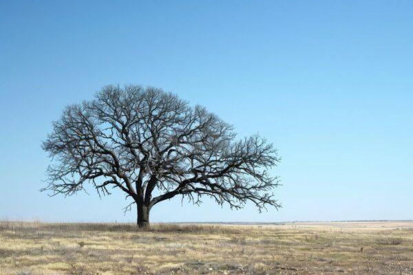 Einsamer Baum