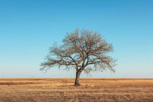 Einsamer Baum