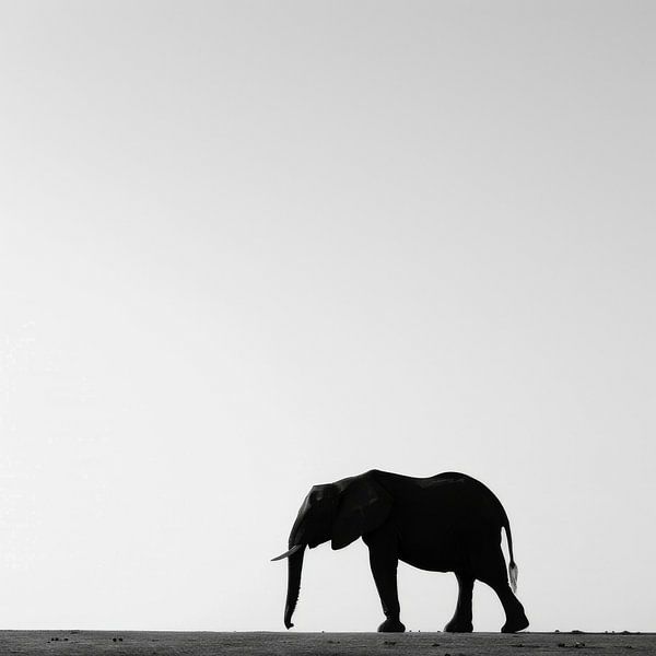 Elefanten-Silhouette in Schwarz-Weiß