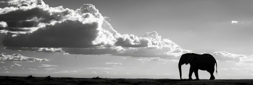 Elefanten-Silhouette in Schwarz-Weiß