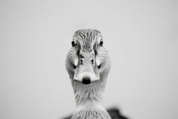 Ente - Schwarzweißfotografie