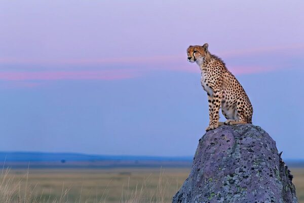 Gepard