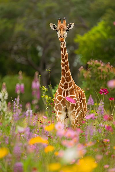 Giraffe