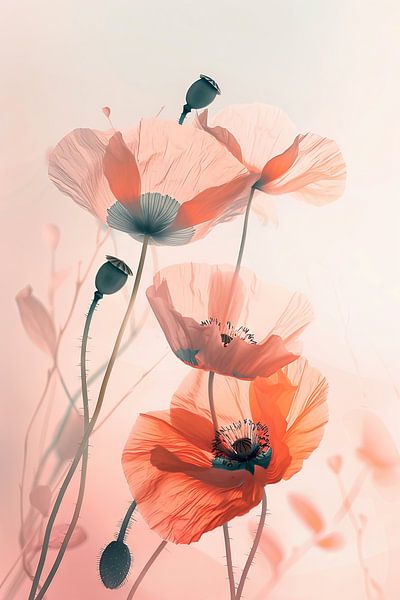 Mohn