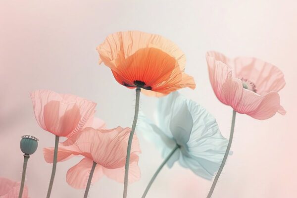 Mohn | Mohn