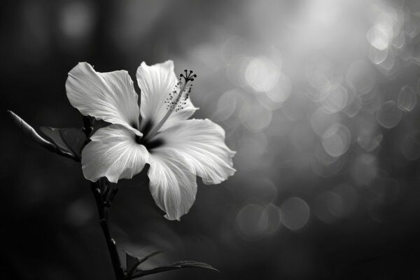 Monochrome Blüte - Eleganz der Schlichtheit