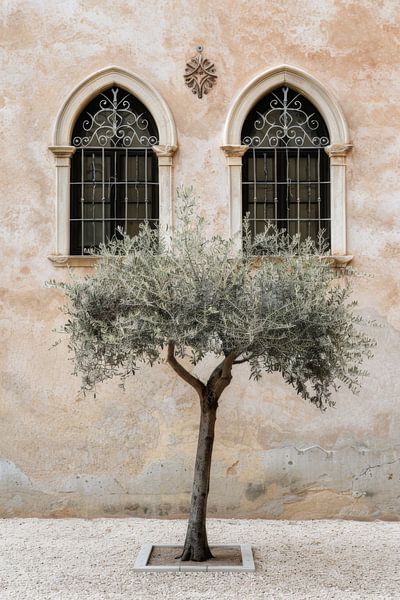 Olivenbaum vor historischer Architektur