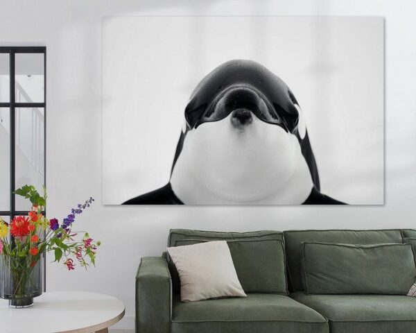 Orca