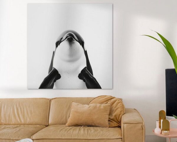 Orca