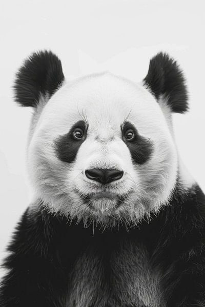 Panda in Schwarz-Weiß