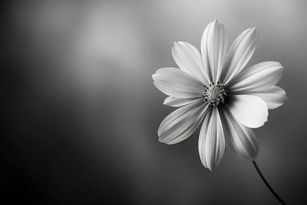 Zarte Blüte in Schwarz-Weiß - Elegante Fotokunst für Minimalisten