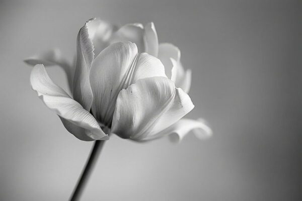 Zarte Blüte in Schwarz-Weiß - Elegante Fotokunst für Minimalisten