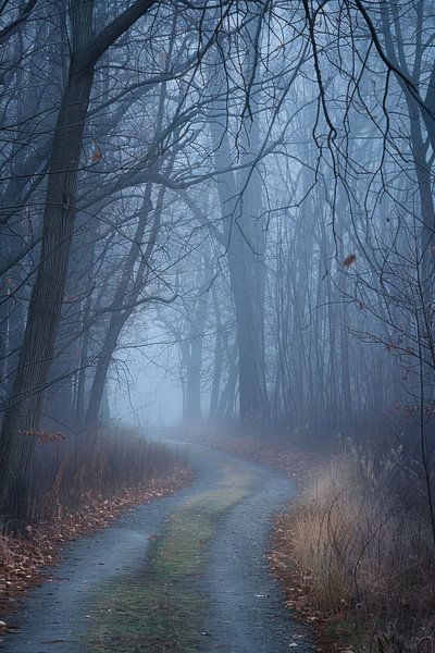 Mystische Waldlandschaft