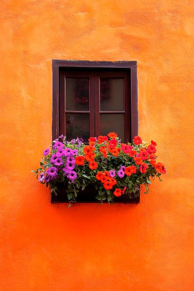 Blühendes Fenster im Farbenspiel