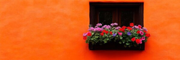 Bunte Blumen vor orangener Wand