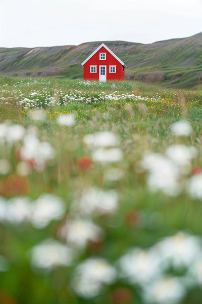 Ein rotes Haus im Blumenfeld