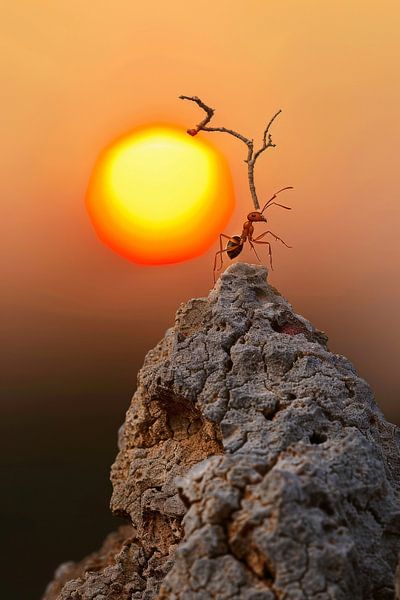 Kleine Krieger am Sonnenuntergang