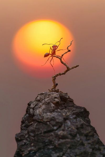 Kraft der kleinen Wesen bei Sonnenuntergang