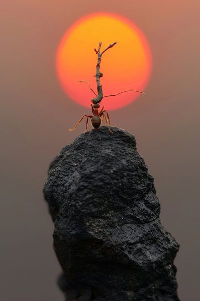 Mutige Ameise im Sonnenuntergang