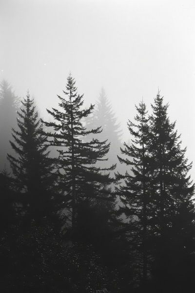 Mystischer Wald im Nebel