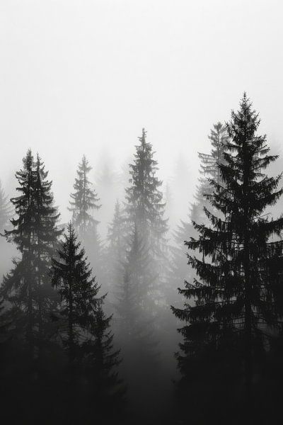 Mystischer Wald im Nebel