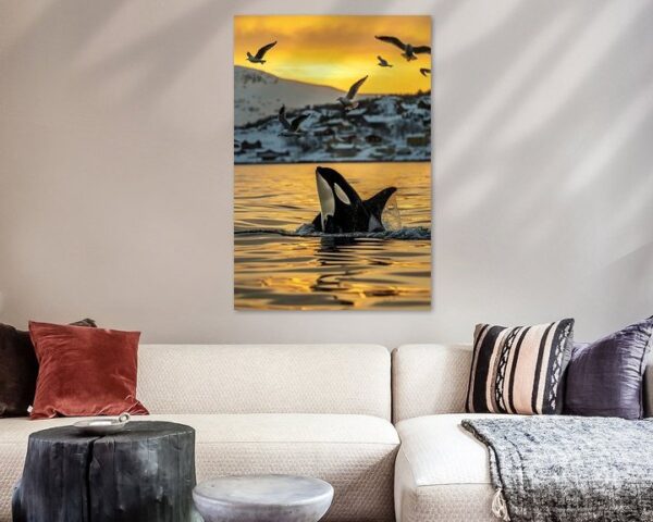 Orca im goldenen Sonnenuntergang