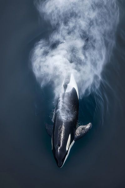 Orca im Nebel der Meere