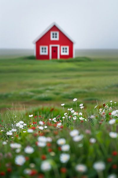 Rote Hütte im blühenden Feld