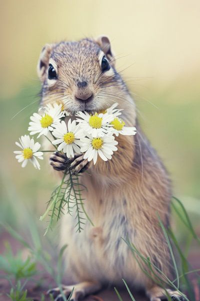 Süßes Eichhörnchen mit Blumenstrauß