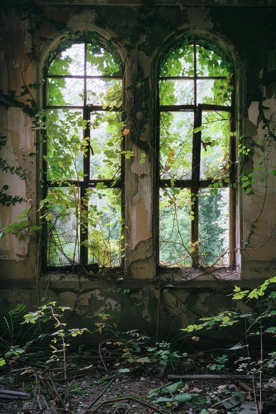 Verfallene Fenster mit Pflanzenbewuchs