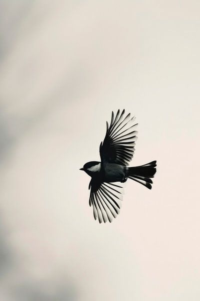 Vogel im freien Flug