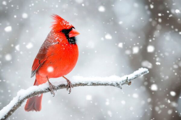 Roter Kardinal im Schnee