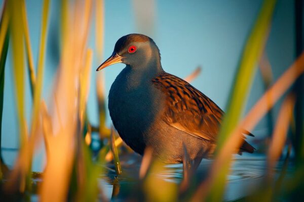 Teichhuhn im Schilf fotografiert