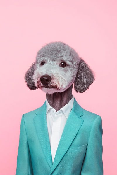 Bedlington Terrier