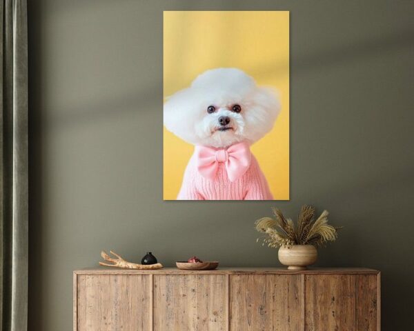 Bichon Frise