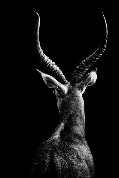 Antilope im Profil