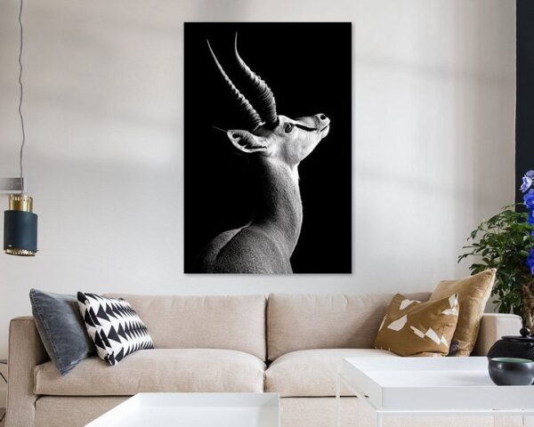 Antilope Profil