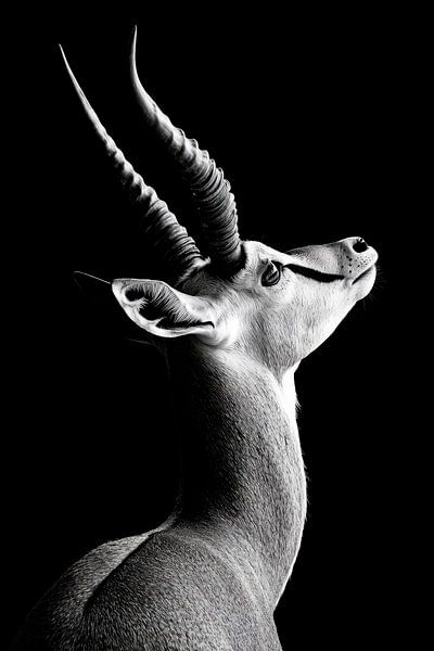 Antilope Profil