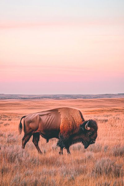 Bison in der Prärie