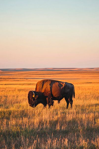 Bisons in der Prärie